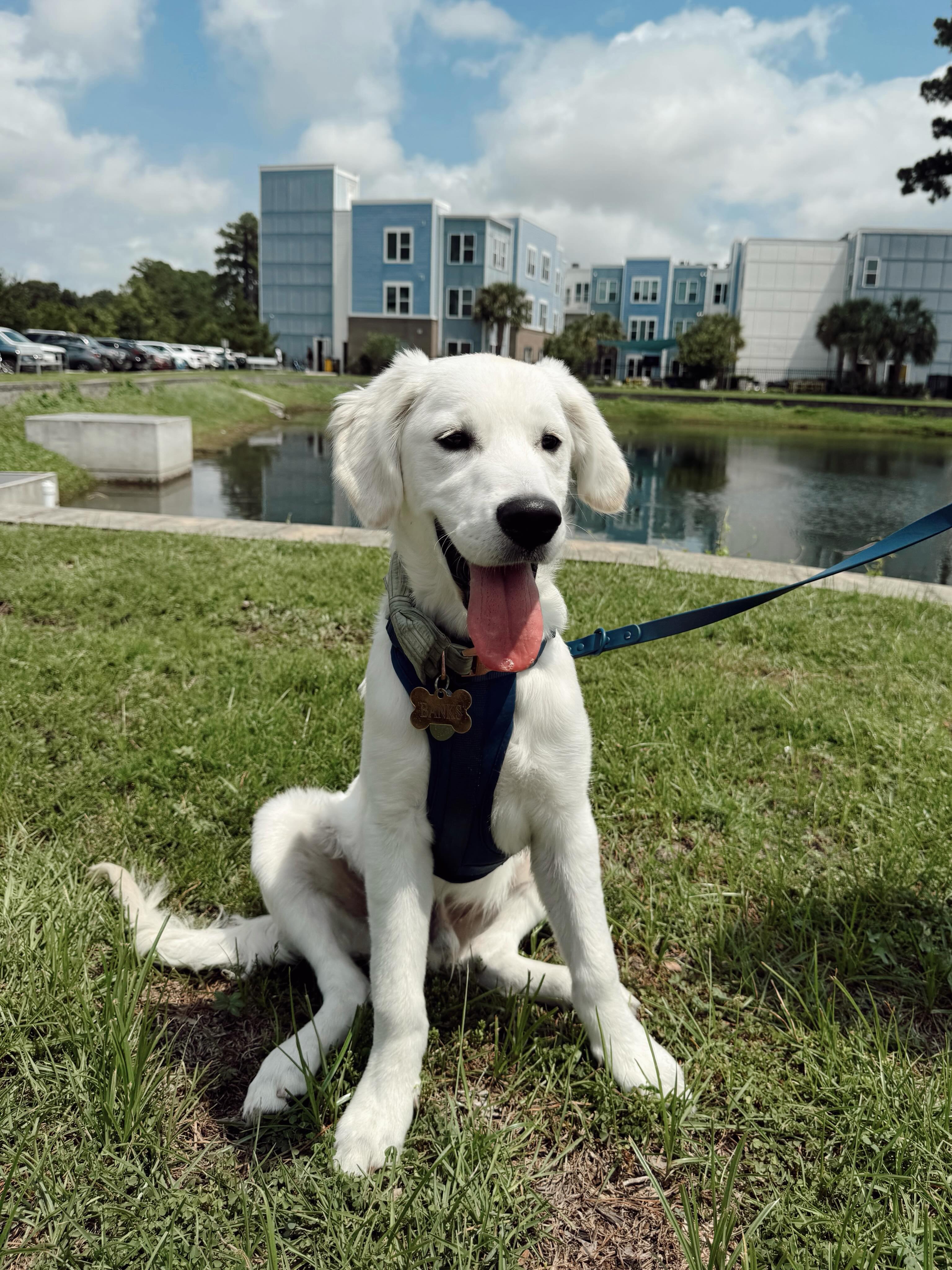 Happy National Dog Day! A little appreciation post for the p…
